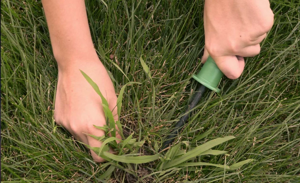 Hands pulling out a weed from the lawn with the help of a gardening tool