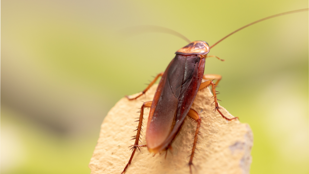 Brown cockroach perched on a rock, with a green background