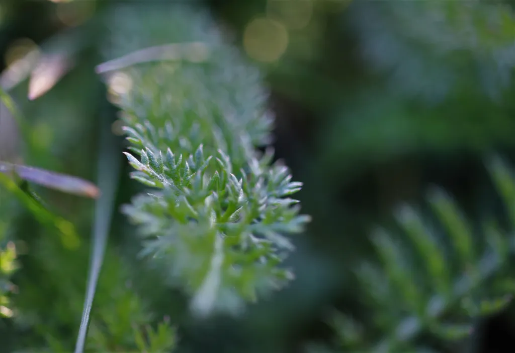 Kill Weeds Permanently? 8 Natural Options & Herbicide Ideas