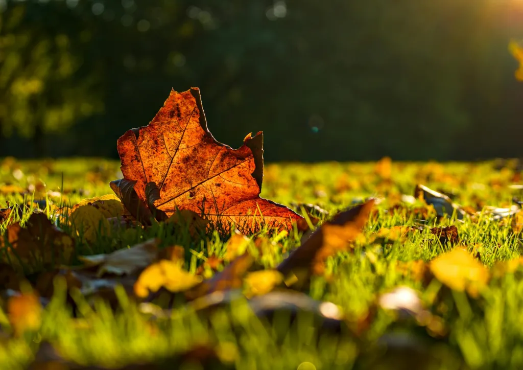 All About Tampa’s Warm-Season Grasses