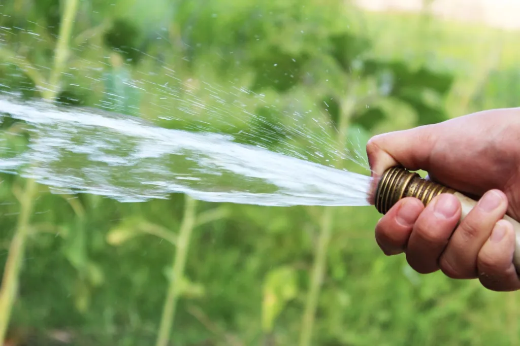 Tampa Watering Tips: Best Time to Water Grass & More